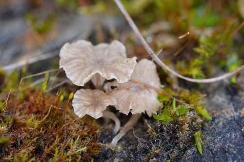 Moss Navel