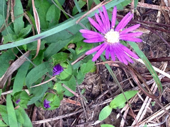 Marasmodes