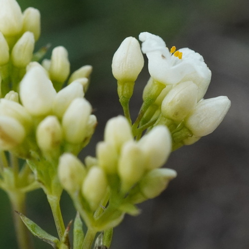 Image of Galium glaucum by (c) Patrick Hacker, some rights reserved (CC BY)