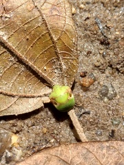 Symphylus cyphonoides