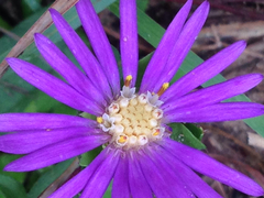 Marasmodes