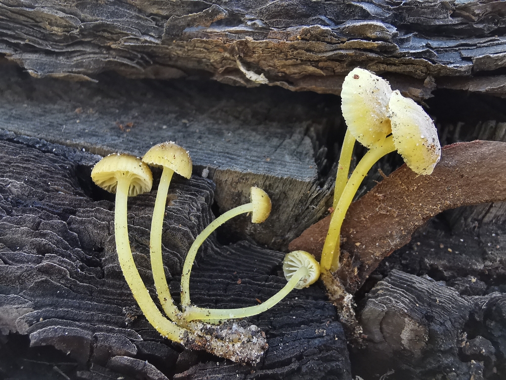 Chrysomycena