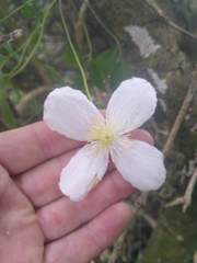 Clematis montana