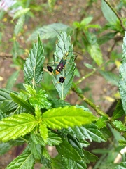 Diactor bilineatus