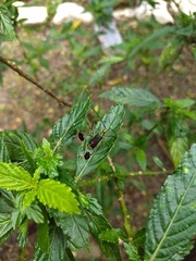 Diactor bilineatus