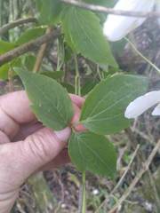Clematis montana