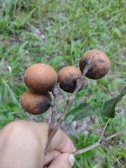 Pitomba (Talisia esculenta)