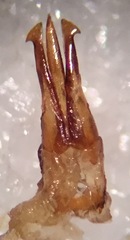 Nitidolimonius resplendens