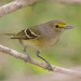 White-eyed Vireo - Photo (c) jalinage00, some rights reserved (CC BY-NC), uploaded by José Antonio Linage Espinosa