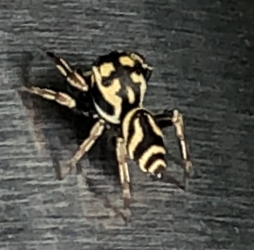 Sassacus lirios