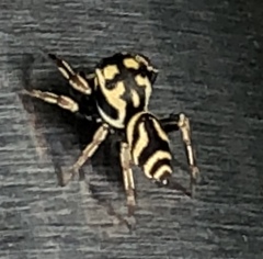 Sassacus lirios