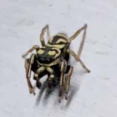 Sassacus lirios