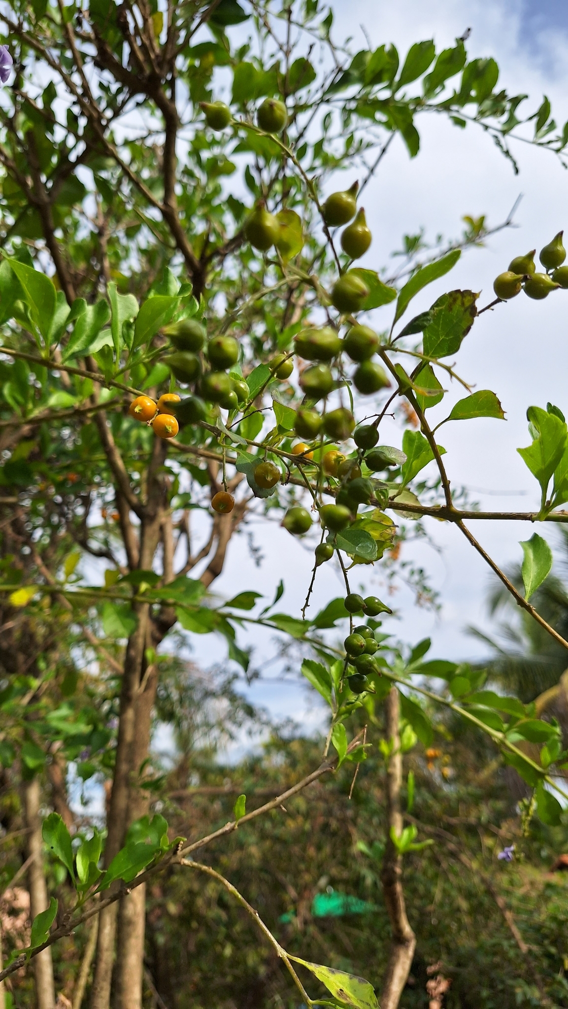 Duranta erecta