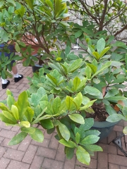 Synsepalum dulcificum