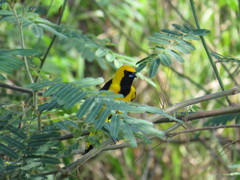 Icterus mesomelas