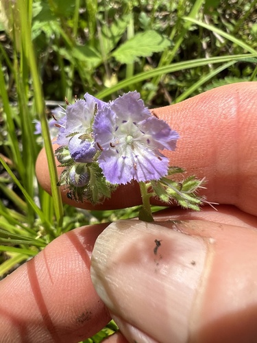 Brand's phacelia (Phacelia gilioides)