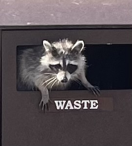 Common Raccoon photographed in North Carolina