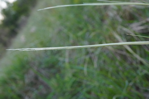 Image of Golden Feather Grass (Stipa pulcherrima) by (c) Patrick Hacker, some rights reserved (CC BY)