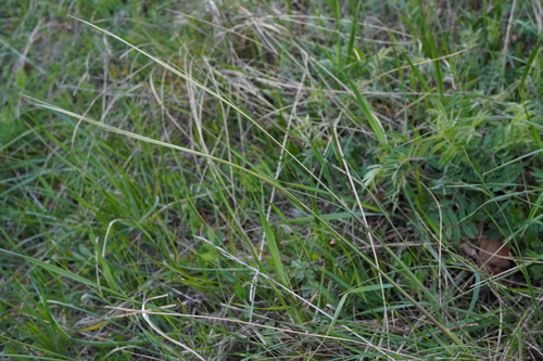 Image of Stipa pulcherrima by (c) Patrick Hacker, some rights reserved (CC BY)