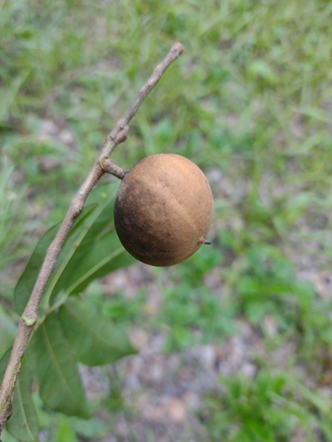 Talisia esculenta, photograph 5