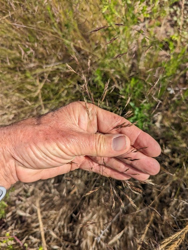 Deschampsia danthonioides iNat (2)
