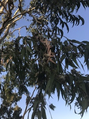 Eucalyptus leucoxylon