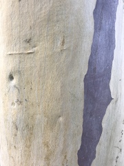 Eucalyptus leucoxylon