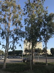 Eucalyptus leucoxylon