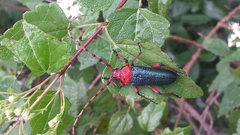 Stenaspis verticalis