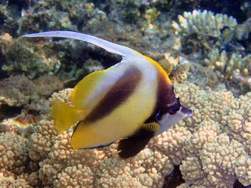 Red Sea Bannerfish