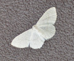 Acratodes suavata