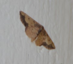 Idaea kendallaria
