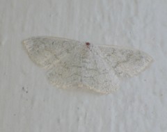 Acratodes suavata