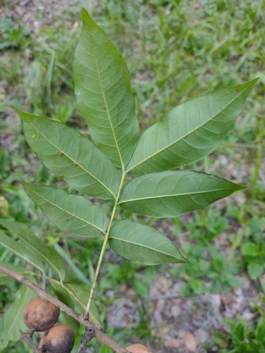 Talisia esculenta, photograph 6