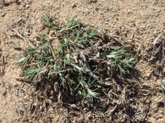 Cardionema ramosissimum