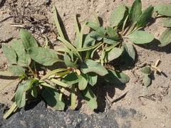 Rumex spinosus