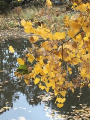 Populus deltoides wislizenii