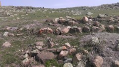 Spermophilus xanthoprymnus