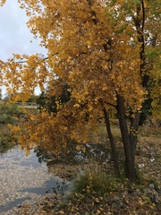 Populus deltoides wislizenii