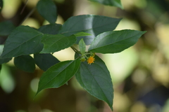 Tilesia baccata