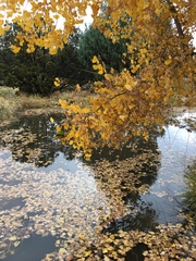 Populus deltoides wislizenii