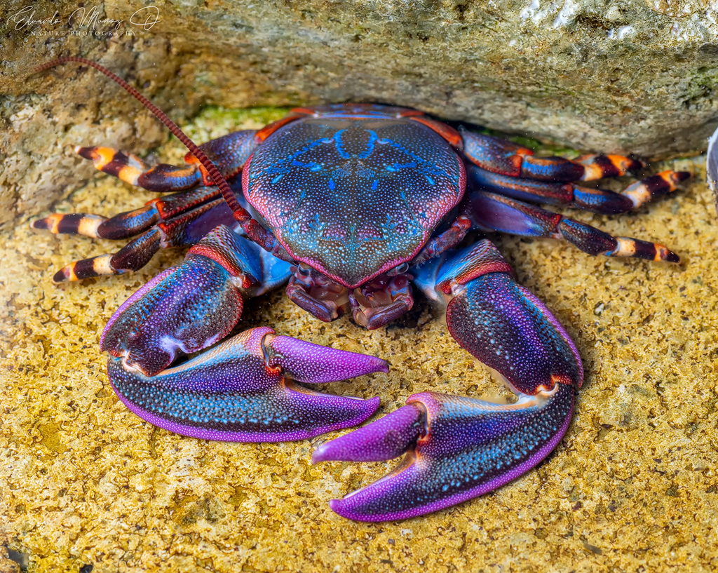 Porcelain Crabs