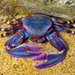 Porcelain Crabs - Photo (c) Eduardo Muñoz Orellana, some rights reserved (CC BY-NC), uploaded by Eduardo Muñoz Orellana