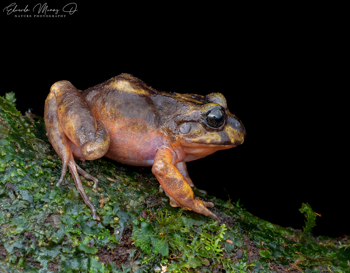 Eupsophus emiliopugini Formas, 1989