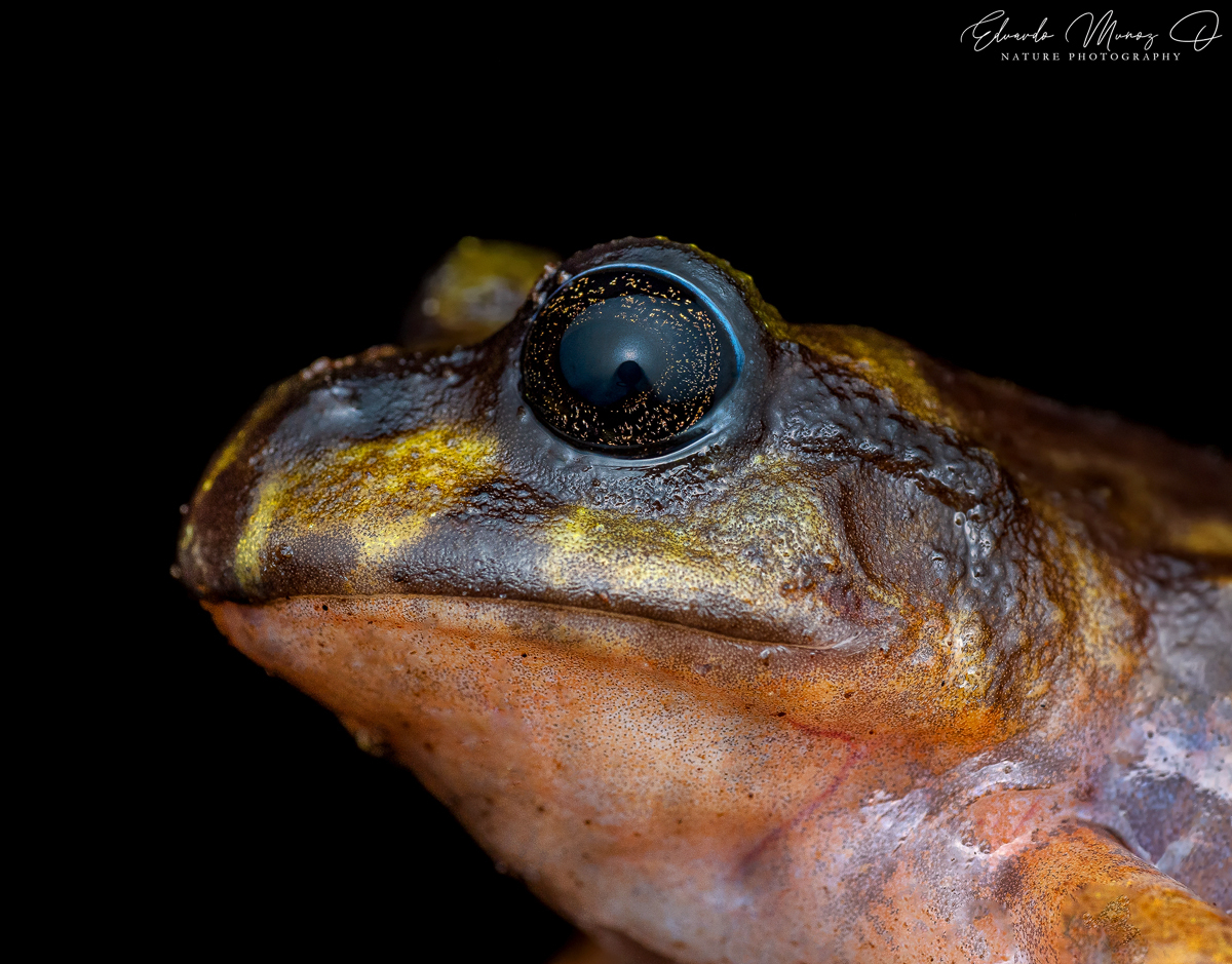 Eupsophus emiliopugini Formas, 1989