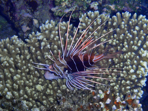 Red Sea Clearfin Lionfish — seen at this dive site