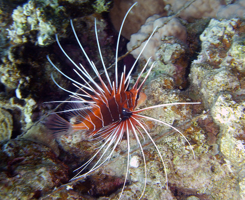 Red Sea Clearfin Lionfish