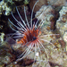 Red Sea Clearfin Lionfish - Photo (c) Martin Kostal, some rights reserved (CC BY-NC-ND), uploaded by Martin Kostal