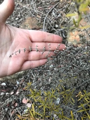 Pellaea mucronata mucronata