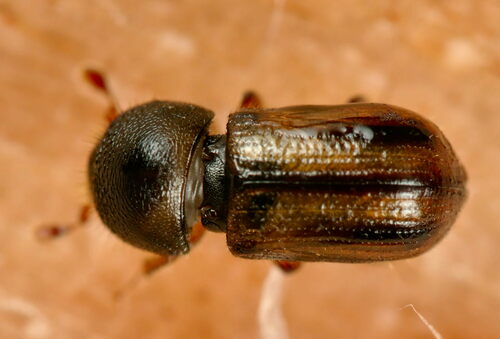 Striped ambrosia beetle photo 3